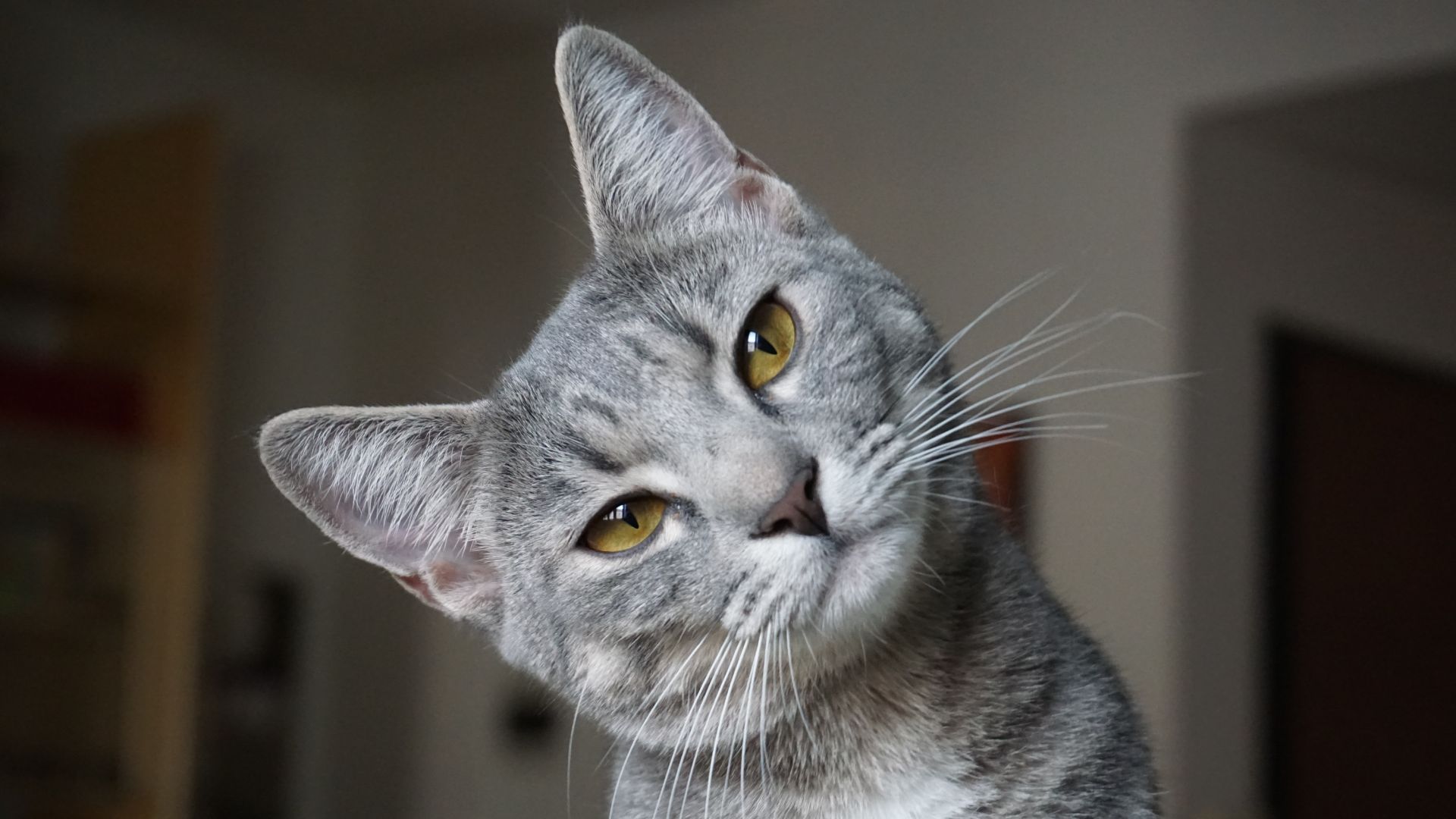 tom